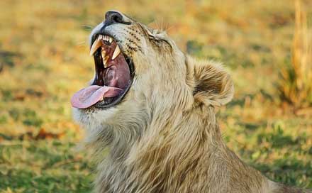 Lion Predator Africa Safari Picture
