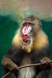 Monkey Baboon Africa Mandril Picture