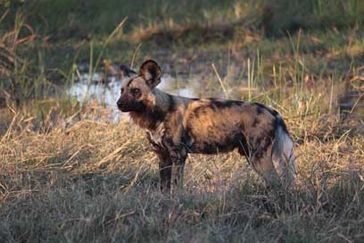 Painted-Dog Botswana Africa Wild Picture
