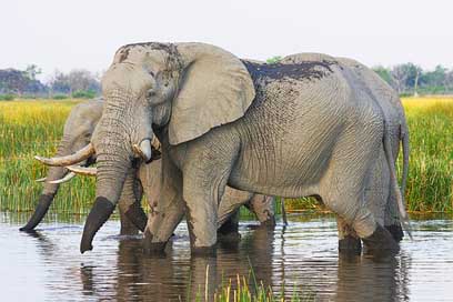 Elephant Proboscis African-Bush-Elephant Africa Picture