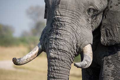 Elephant Wildlife African Tusk Picture