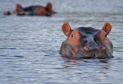 Hippo Look Animal Hippopotamus Picture