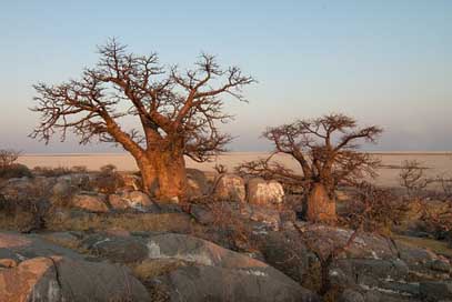 Botswana   Baobab Picture