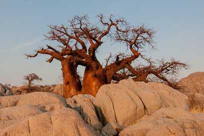 Botswana  Sunrise Baobab Picture