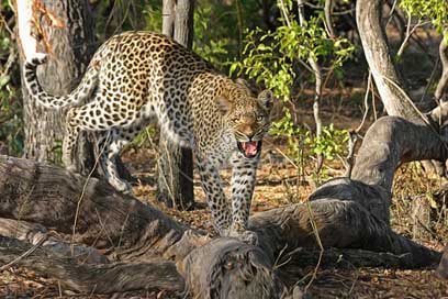 Leopard Botswana Big-Cat Wildcat Picture