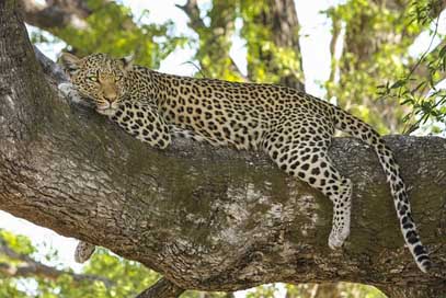 Leopard Safari Big-Cat Wildcat Picture