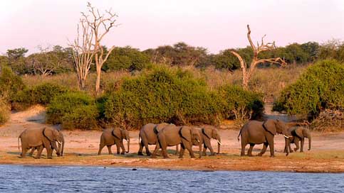 Botswana Evening-Light Elephant Chobe Picture