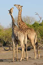 Botswana Play Giraffes Chobe Picture