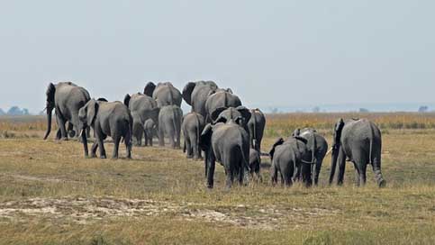 Botswana  Herd-Of-Elephants Chobe Picture