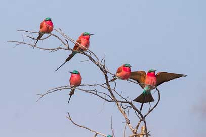 Bird Botswana Crimson-Bee-Eater Crimson Picture
