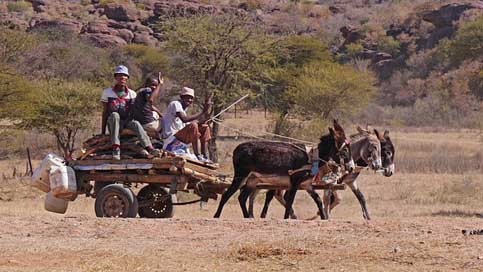 Botswana Tradition Transport Donkey-Carts Picture