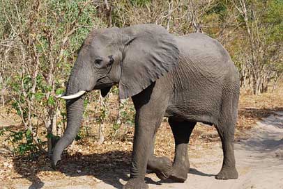 Elephant  Botswana Africa Picture