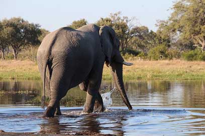 Elephant Water Botswana Bush Picture