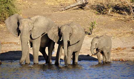 Elephant Family Elephant-Calf Water-Elephant Picture