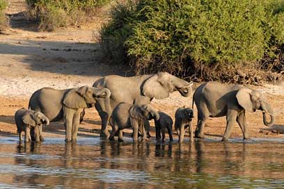 Botswana Riverside Chobe Elephant Picture
