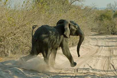 Elephant  Botswana Chobe Picture