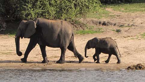 Elephant-Family Young-Elephant Chobe Botswana Picture
