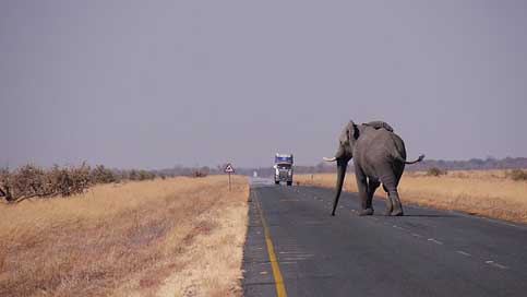 Botswana  Road Elephant Picture