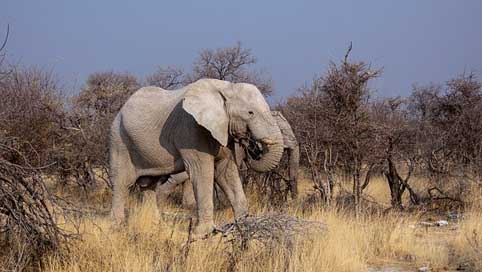 Elephant Drought Safari Botswana Picture