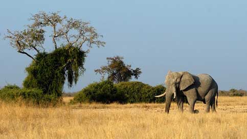 Elephant Animals Savuti Botswana Picture