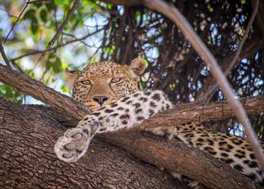 Leopard Resting Female Tree Picture