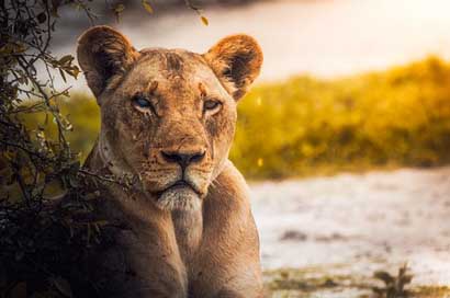 Lion Wildlife Female Lioness Picture