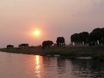 Elephant Safari Flock Herd-Of-Elephants Picture