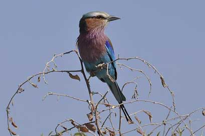 Forked-Roller  Chobe-River Botswana Picture