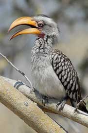 Botswana Savuti Voge Hornbill Picture
