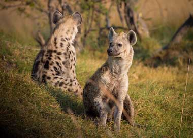 Hyena Animal Botswana Africa Picture