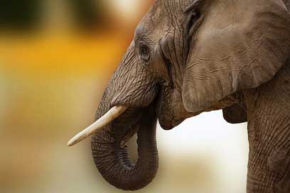 Elephant Africa Ivory Animal Picture