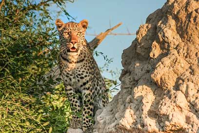 Leopard Wildcat Botswana Africa Picture