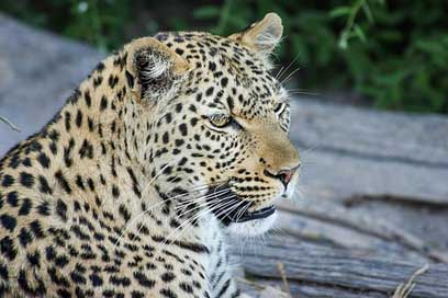 Leopard Wildcat Botswana Africa Picture