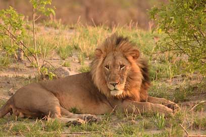 Lion Safari Africa Botswana Picture