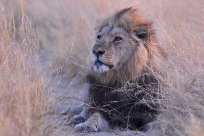 Botswana Savuti Africa Lion Picture