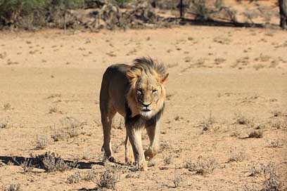 Lion Wild Botswana Desert Picture