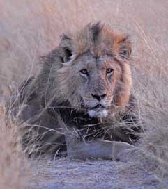 Botswana Africa Savuti Lion Picture
