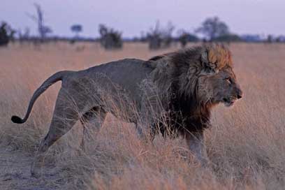 Lion Predator Savuti Botswana Picture