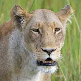 Lion Africa Lioness Safari Picture