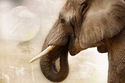 Elephant Ivory Mammal Animal Picture