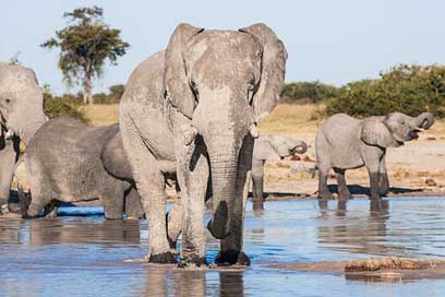 African-Elephants-Drinking  Matriarch Elephants Picture