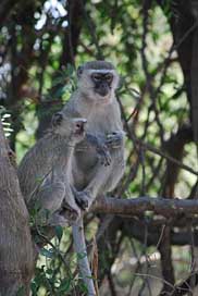 Monkeys  Botswana Africa Picture