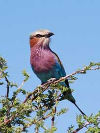Bird Botswana Nationaltier Forked-Roller Picture