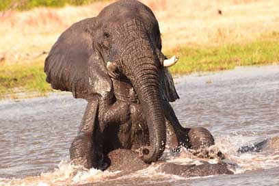 Elephant Playing Play Water Picture