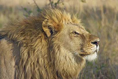 Lion Safari Predator Big-Cat Picture