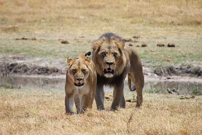 Lion Big-Cat Predator Lioness Picture