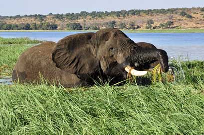 Elephant River Reed Water-Elephant Picture