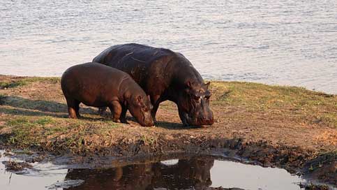 Africa Hippo Safari Hippos Picture