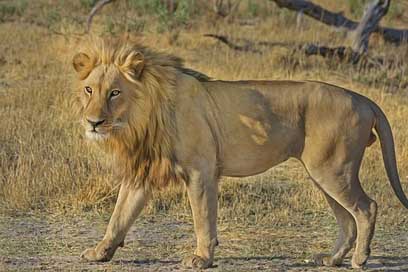 Lion Africa Safari Wildcat Picture