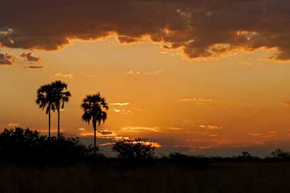 Palm-Trees Africa Safari Sunset Picture